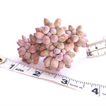 Pachyphytum Machucae, Baby Fingers
