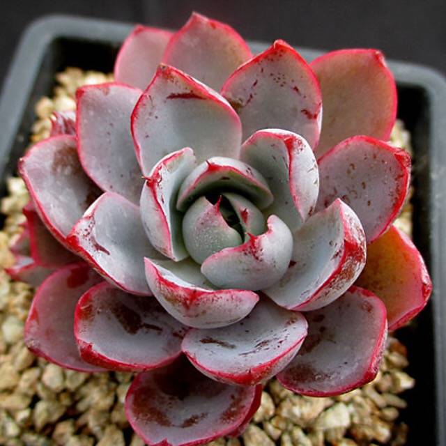 PRESALE Echeveria Hera, (Random)