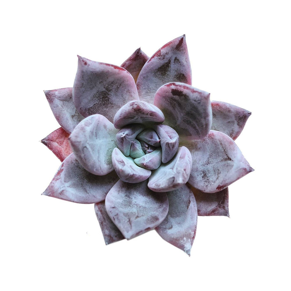 Echeveria Black Sabbath, Small, Single Rosettes (Random)