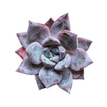 Echeveria Black Sabbath, Small, Single Rosettes (Random)