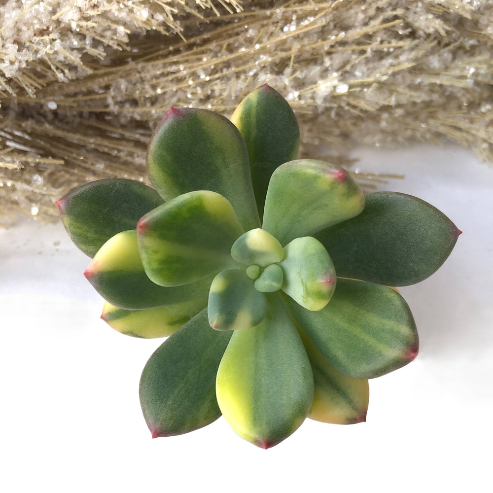 dr cornelius succulent Pachyphytum Dr. Cornelius, Variegata – Cedar Creek Farmhouse