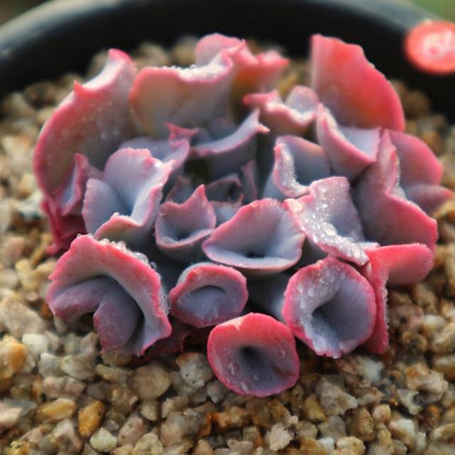 PRESALE Echeveria Trumpet Pinky, (Random)