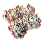 Graptoveria Rose Queen, Cluster