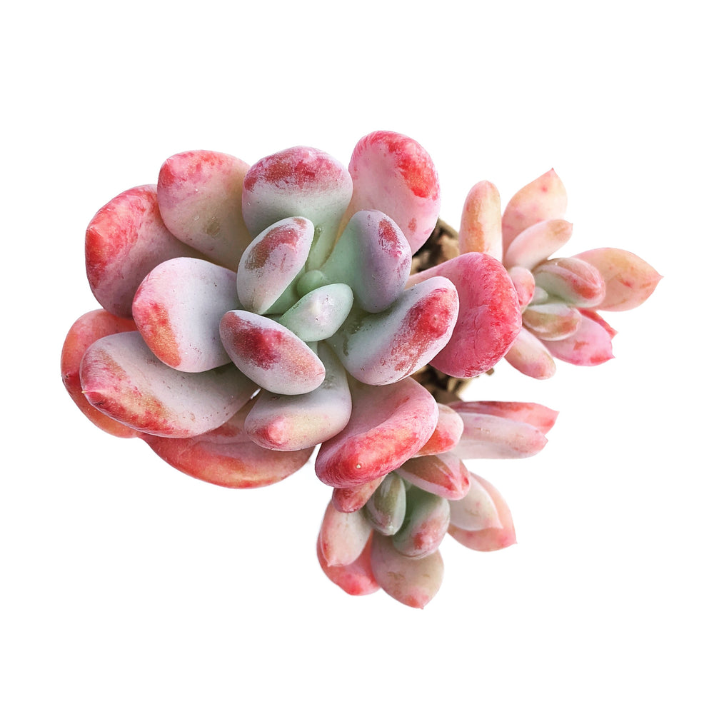 Echeveria Raleigh, Triple