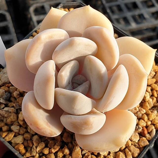 LAST CHANCE! MOTHER'S DAY WEEKEND FLASH SALE! PRESALE Echeveria Tiramisu, (Random)