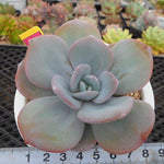 4th OF JULY FLASH SALE- DEAL #7 PRESALE Echeveria Cream Tea