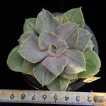 PRESALE Pearle von Nurnberg, Variegata, (Random)