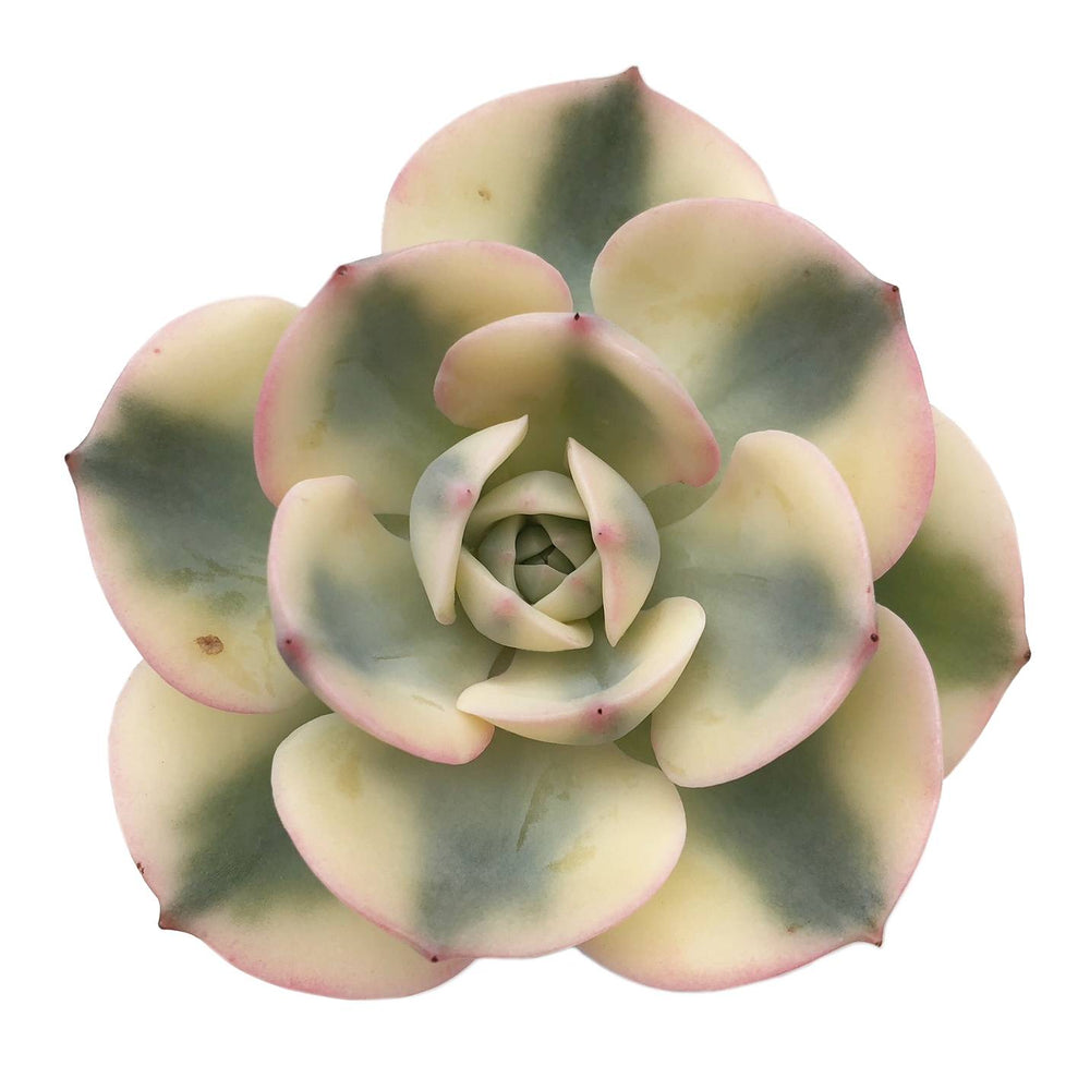 compton succulent Echeveria Lenore Dean, 'Compton Carousel,' Two Small Pups, (Exact Plan – Cedar Creek Farmhouse