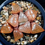 Haworthia Comptoniana cv Crystal, (Video)
