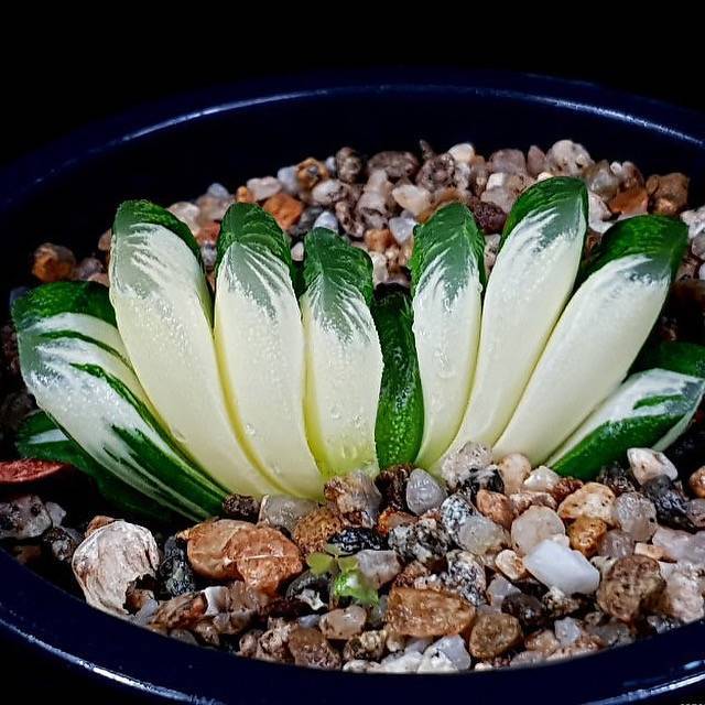 Haworthia Truncata f. variegata, (Video)