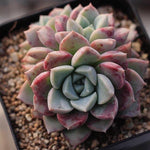 Echeveria Pink Spots, Triple, (NEW!)