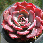 PRESALE Echeveria Laulensis, (Random)