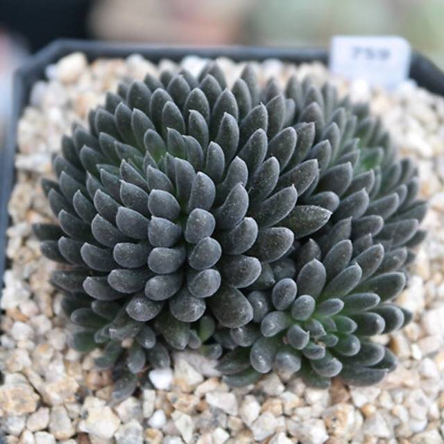 PRESALE Sinocrassula Yunnanensis, (Random)