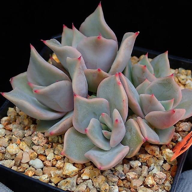 PRESALE Echeveria Madiba, Cluster, (Random)