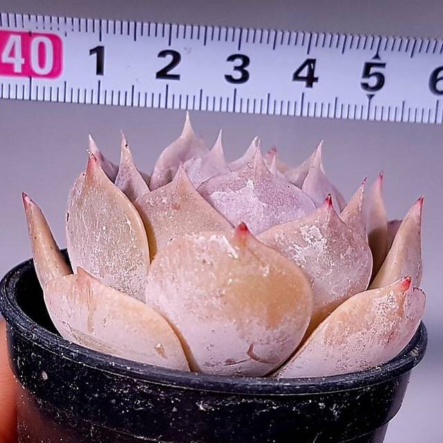 PRESALE Echeveria Lauii Hybrid, (Not so Random)