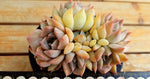 PRESALE Echeveria Charming, Cluster, (Random)