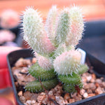 RESERVED Delosperma Echinatum, Variegata (Ready to Ship)