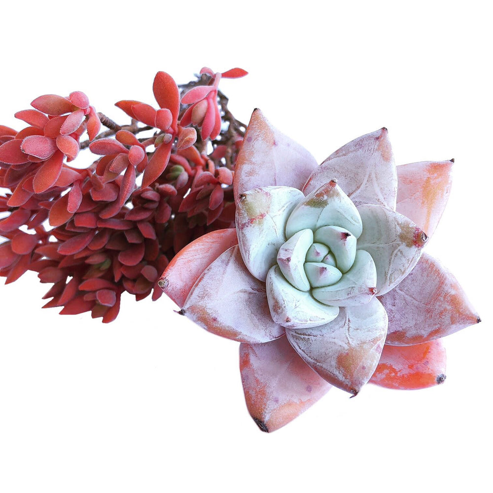 (RESERVED), E. Mexican Giant