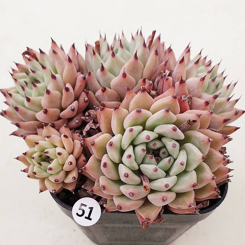 PRESALE Echeveria Zaragosa, Cluster, (Random)