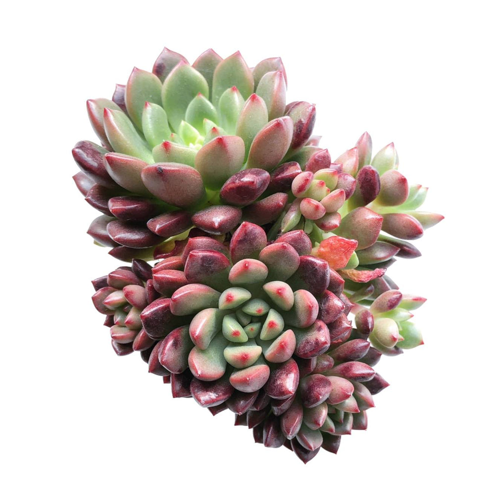 Sedeveria Pink Ruby, Cluster
