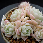 PRESALE Echeveria Hughmillus Cluster, (Not so Random)