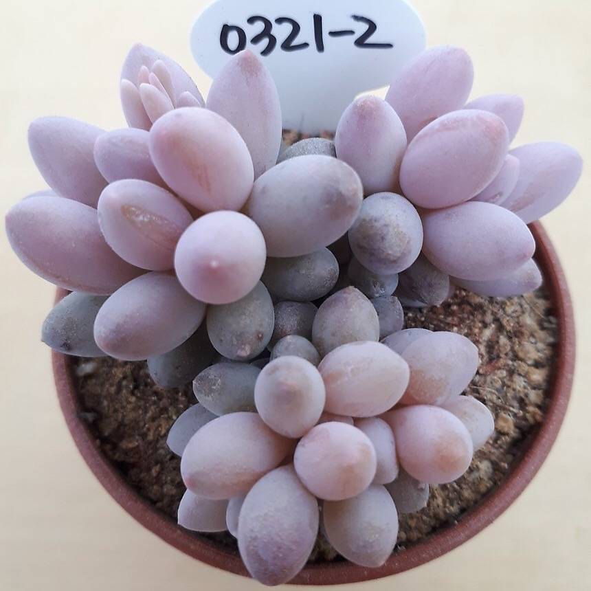 PRESALE Pachyphytum Machucae, (Not so Random)