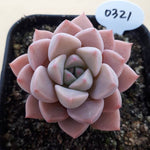 PRESALE Echeveria Pretty in Pink, (Not so Random)