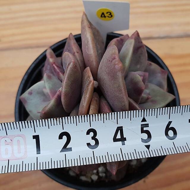 PRESALE Echeveria Bainesii, Double (Random)