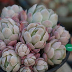 PRESALE Echeveria Lemon Berry Cluster, (Random)