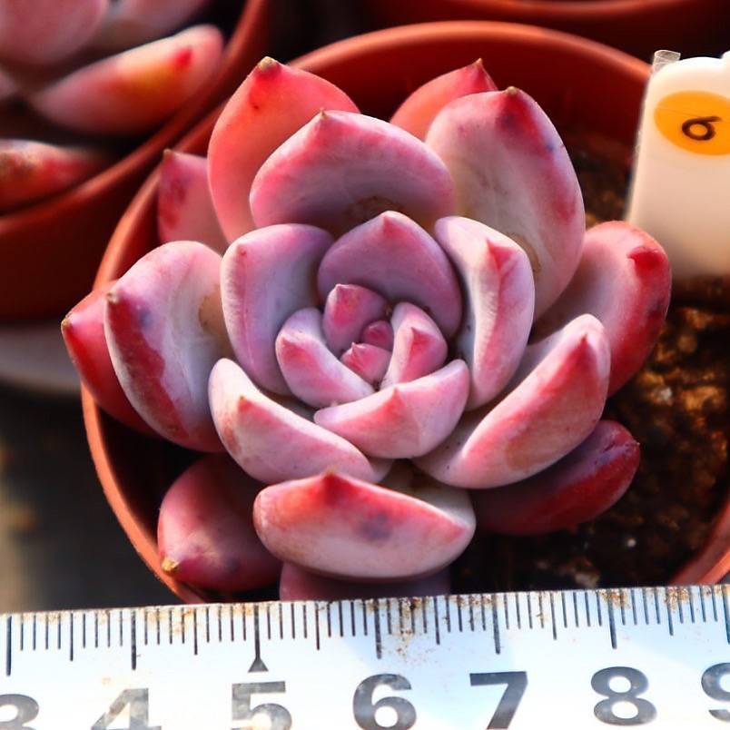 Echeveria Colorata Sp.