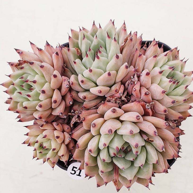 PRESALE Echeveria Zaragosa, Cluster, (Random)