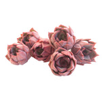 SALE! Echeveria Beauty Lily, (Random)