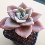 PRESALE Echeveria Bainesii, (Not so Random)