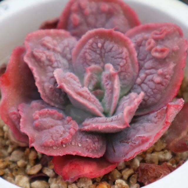 PRESALE Echeveria Linguaas, (Random)