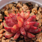 PRESALE Echeveria Love Fire x Lau