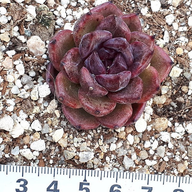PRESALE Echeveria Black Queen Hybrid, (Not so Random)