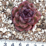 PRESALE Echeveria Black Queen Hybrid, (Not so Random)