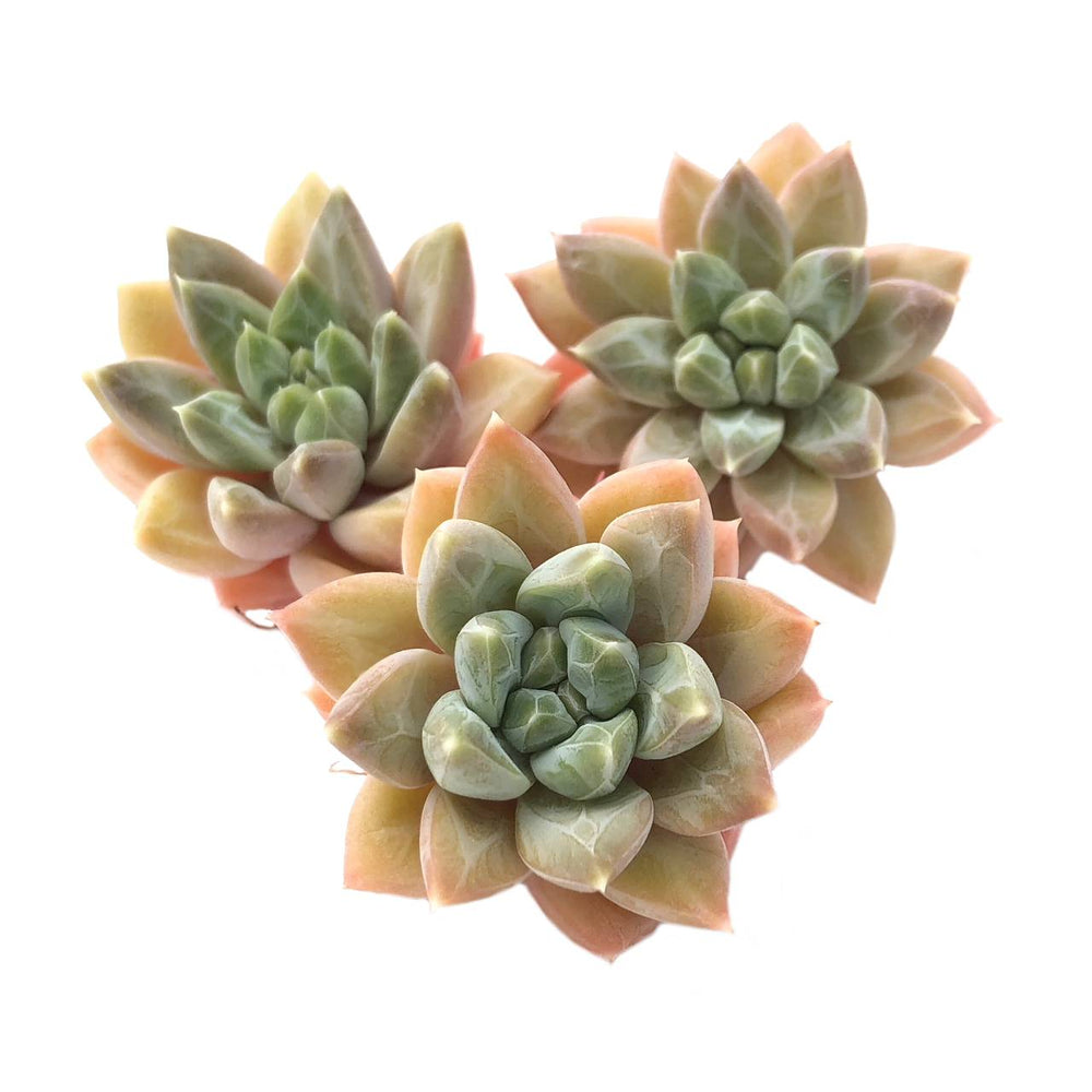 Pachyphytum Compactum, (Random)