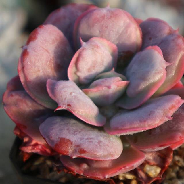 PRESALE Echeveria Hearts Delight, (Random)