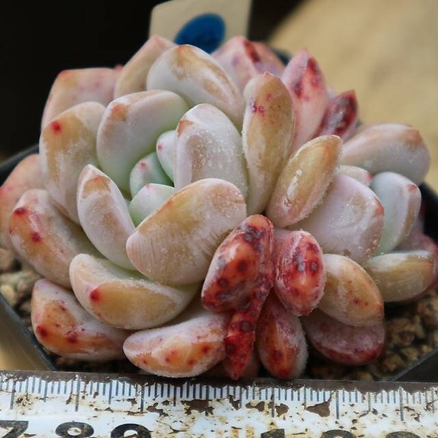 PRESALE Echeveria Orange Monroe, Double, (Not So Random)