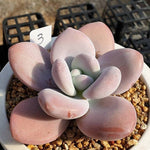 PRESALE Echeveria Raon, (Random)