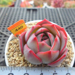 PRESALE Echeveria Lauii Hybrid, (Random)