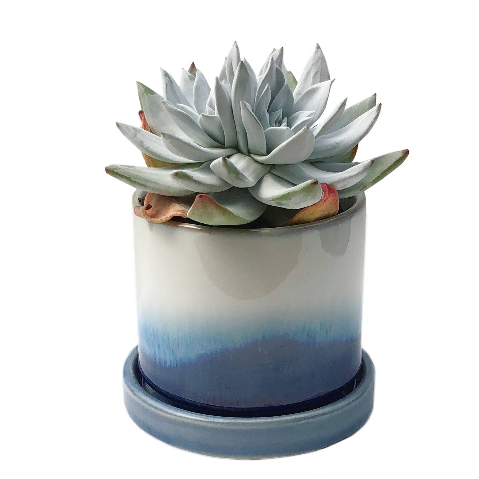 layered succulent planter 3" Chive Minute Pot- Ocean Layers – Cedar Creek Farmhouse
