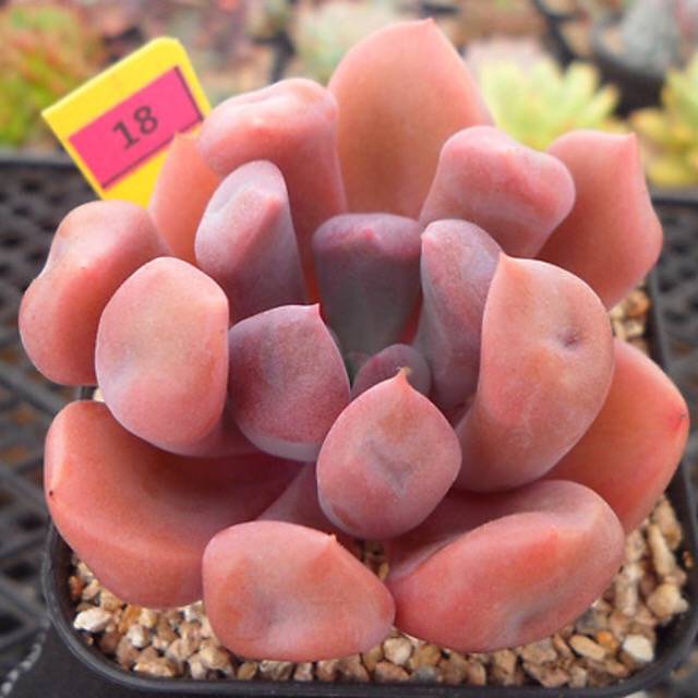 PRESALE Echeveria Cupid, (Random)