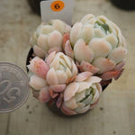 MOTHER'S DAY WEEKEND FLASH SALE! PRESALE Echeveria Elegans, Mini Clusters, (Random)