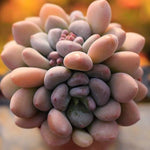 PRESALE Pachyphytum Raul Cluster
