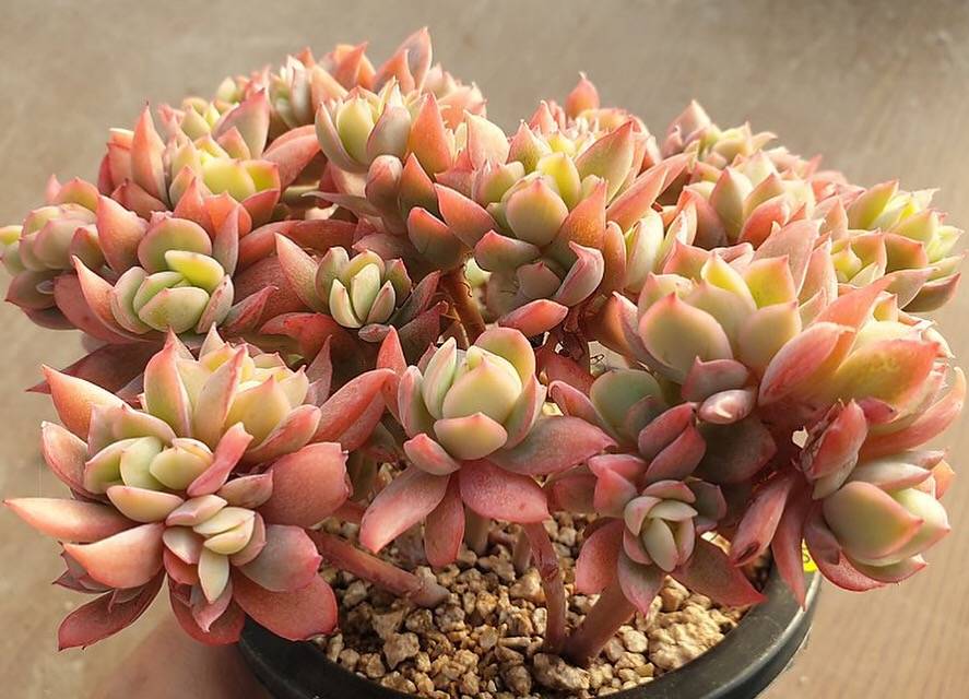 Echeveria Luella, Crested and Non-Crested Branchy Clusters, (Random)