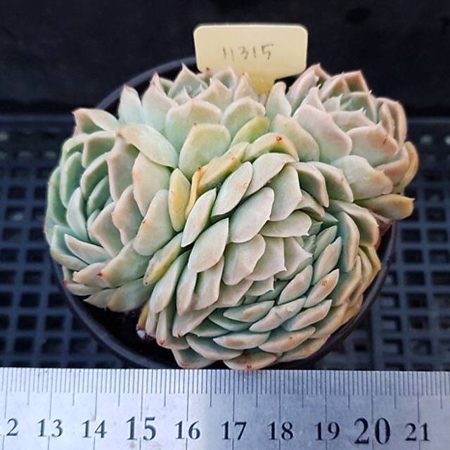 PRESALE Echeveria Elegans Potosina, Cristata, (Not So Random)