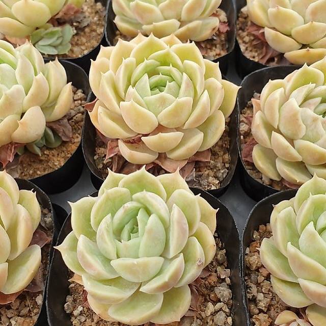 PRESALE Echeveria Onslow, (Random)