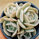 SPECIAL!! JUST CART! PRESALE Echeveria Akaihosi Cluster, Non-Variegated, (Not So Random)